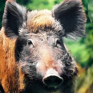 KOSZULKA MYŚLIWSKA HUNTER dziecięca młodzieżowa myśliwska z nadrukiem dzika 3D