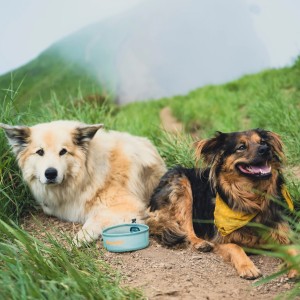 Miska dla psa HydraPak Rover Dog Bowl - sutro green