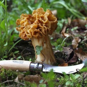 Nóż Opinel 8 na grzyby w blistrze