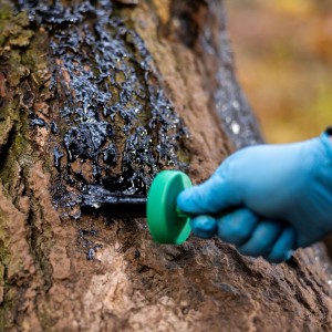 Smoła bukowa Eurohunt środek wabiący dziki z pędzlem 500ml