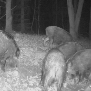 Smoła bukowa Eurohunt środek wabiący dziki 2,5kg