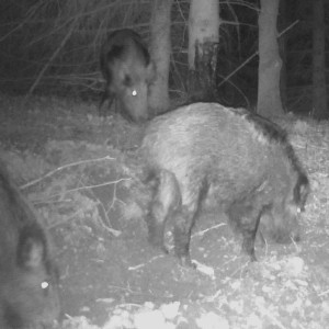 Smoła bukowa Eurohunt środek wabiący dziki 2,5kg